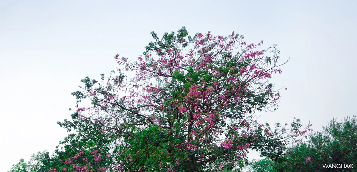 东莞植物园