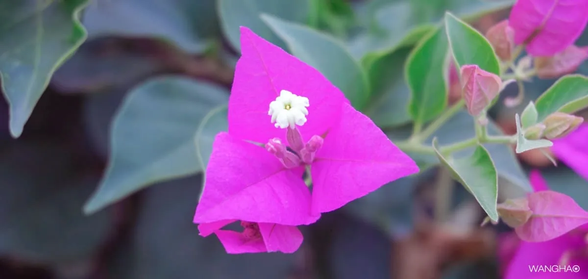 东莞植物园三角梅