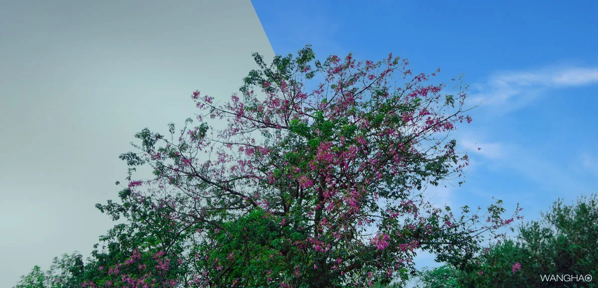 Adobe Photoshop 2021 Mac版