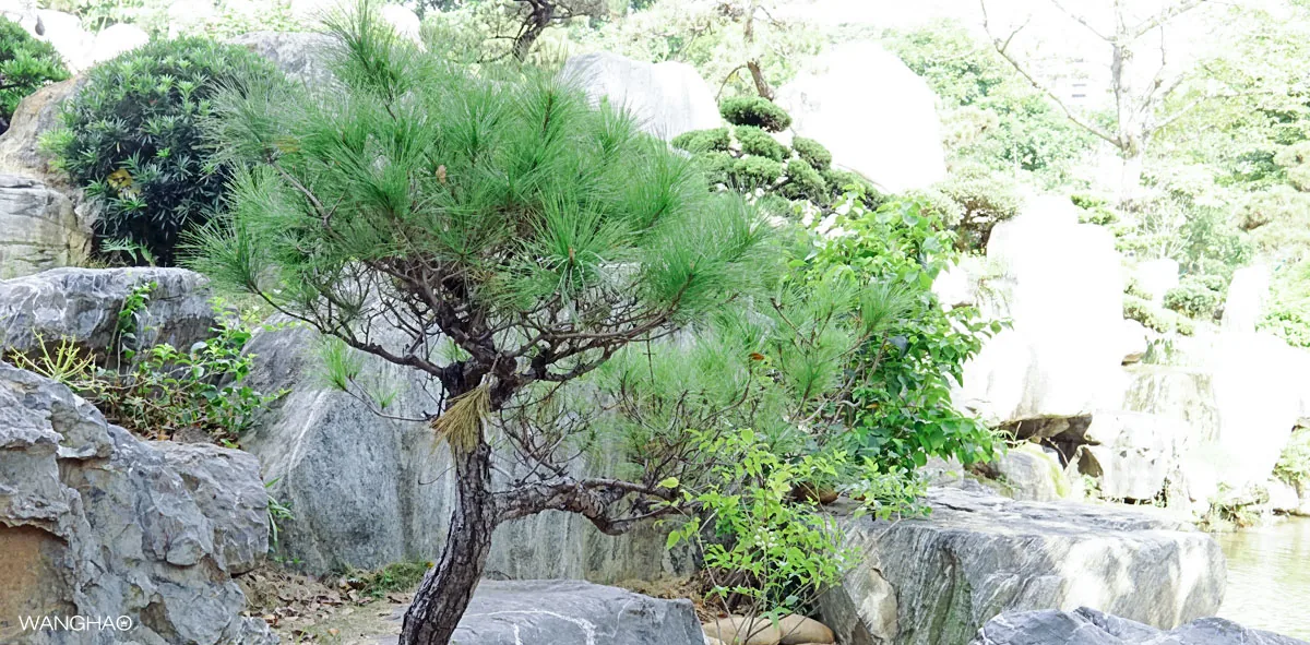 东莞植物园
