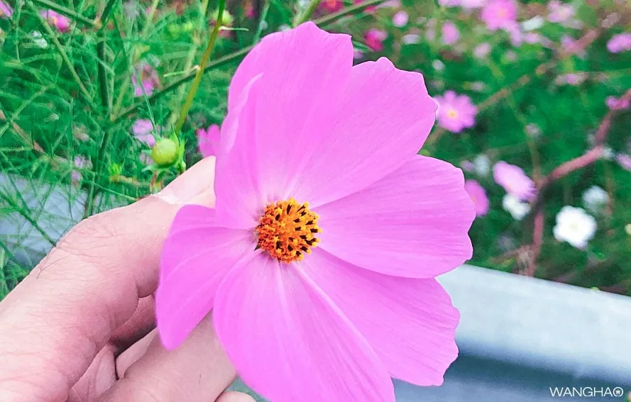 东莞植物园